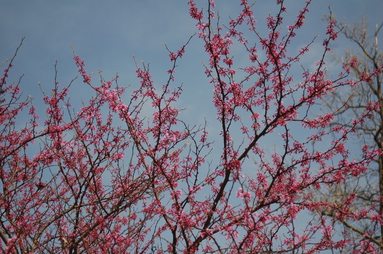 cherry blossom trees